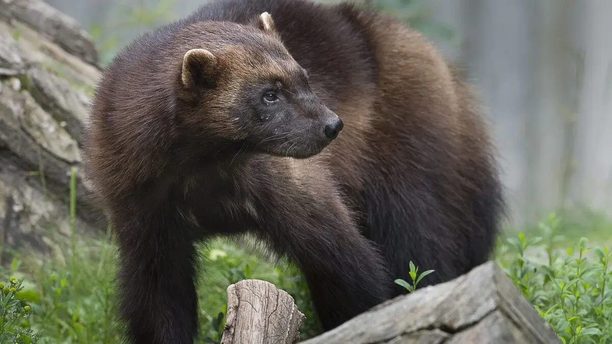 Three wolverine cubs born at Kolmården Zoo