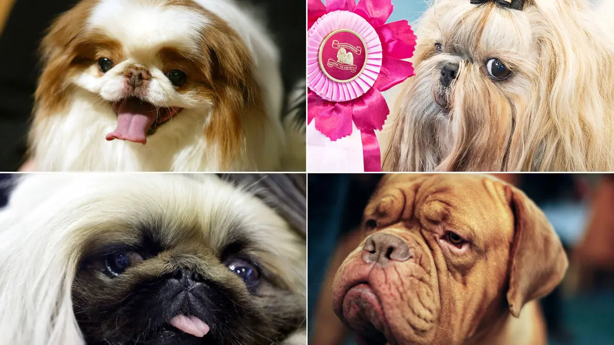 More dog breeds at risk for respiratory problems, study finds