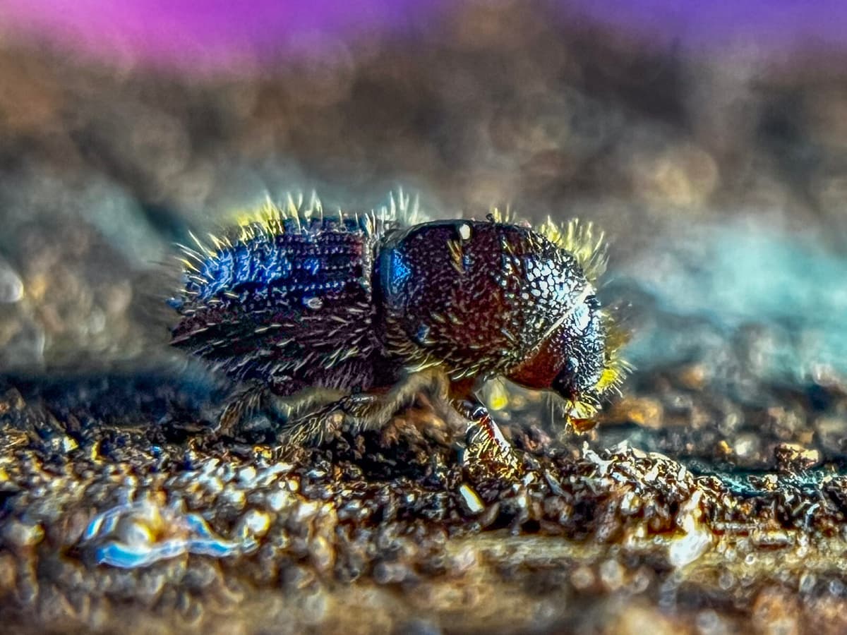 Bark Beetles Warming Swedish Forests, Study Reveals