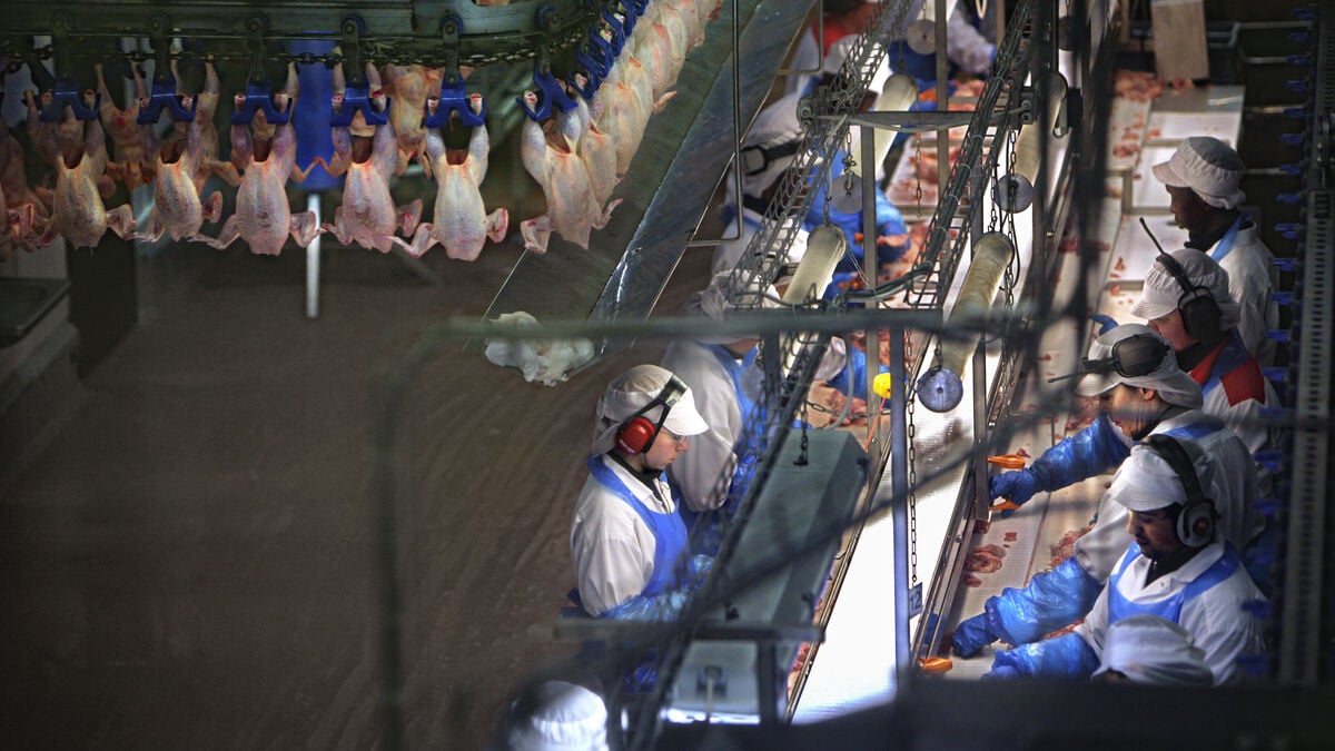 Profit boost for chicken farmer Scandi Standard