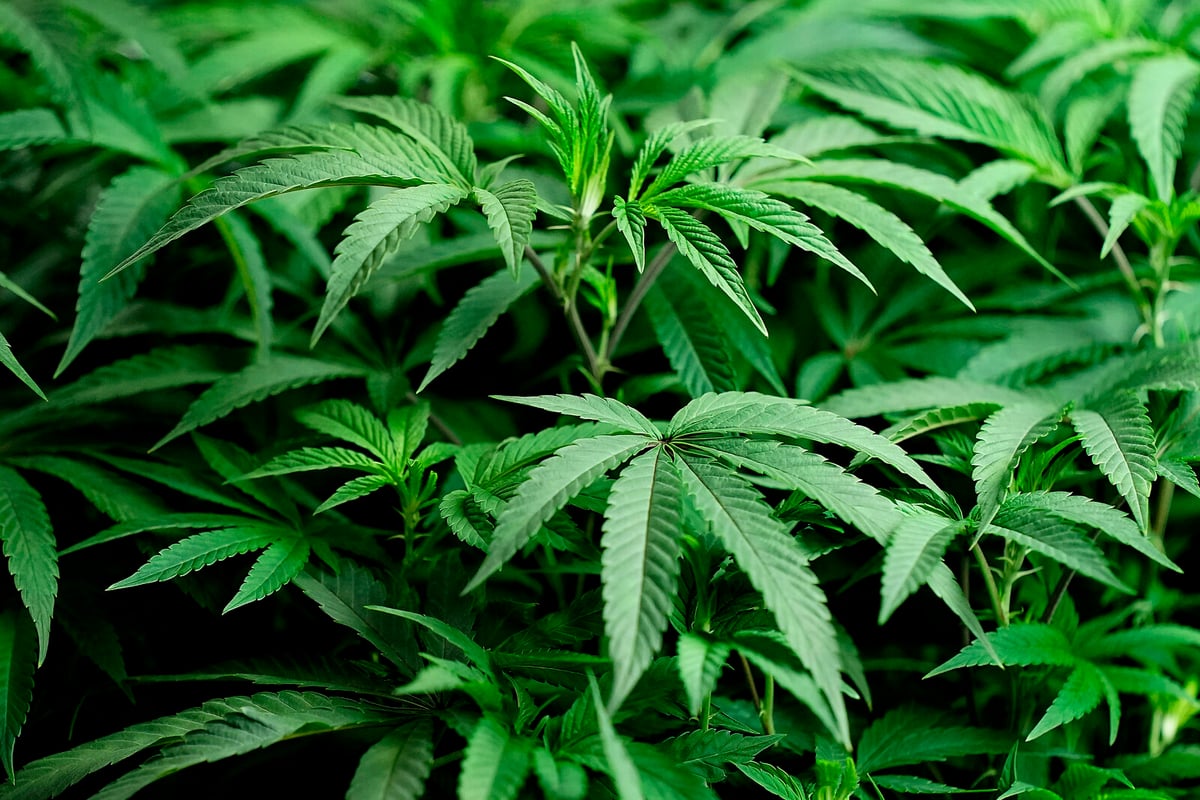Cannabis Farm Near Helsingborg Busted for Million-Kronor Power Theft