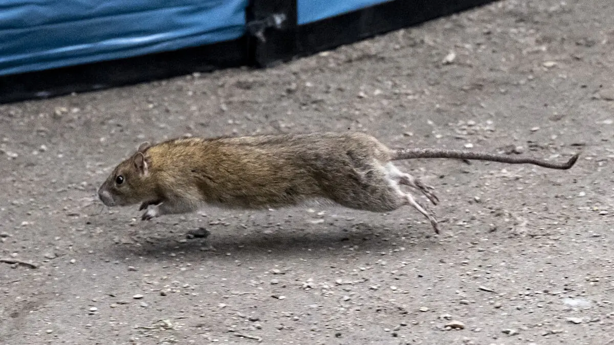 Rats cause safety shutdown at Command Regiment in Enköping