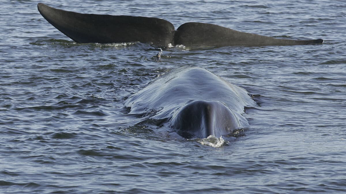 After two years, Iceland resumes commercial whaling