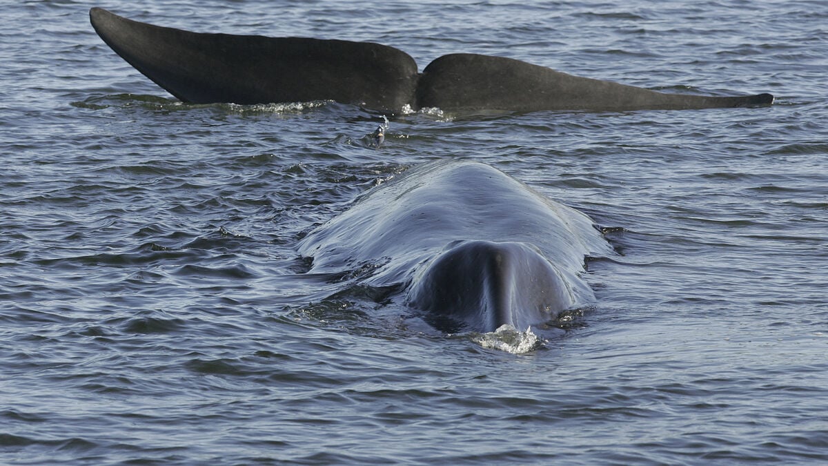 After two years, Iceland resumes commercial whaling