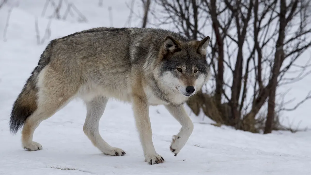 This is how many wolves can be shot this winter