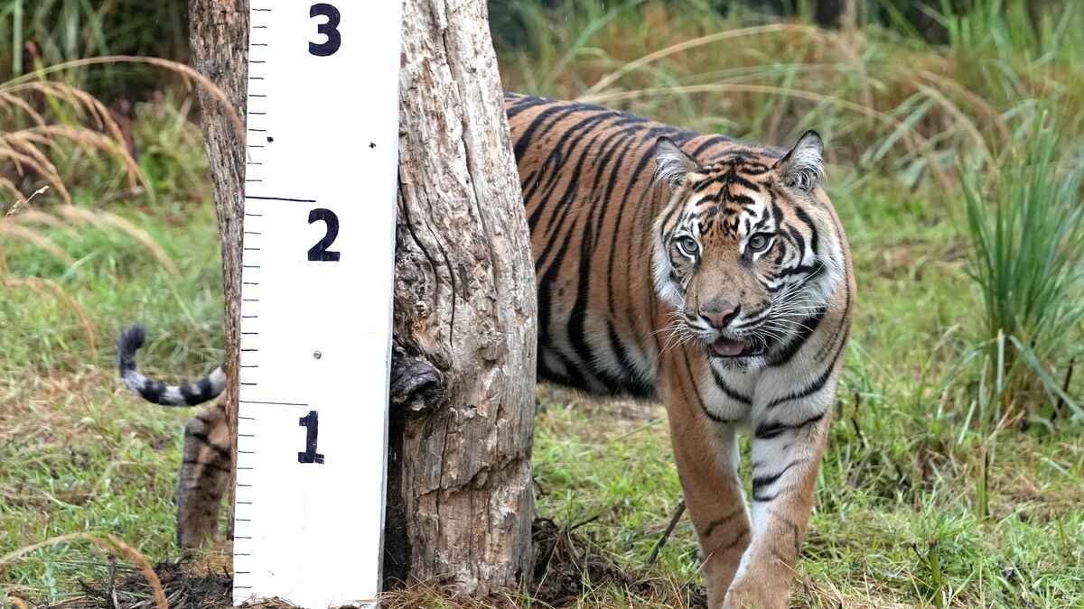 Man dies after tiger attack at zoo near Doncaster in England