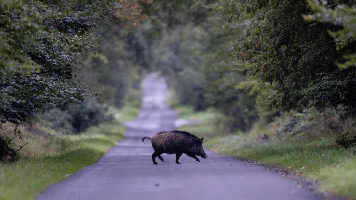 New African swine fever cases in Finland do not raise Sweden’s risk, SVA says