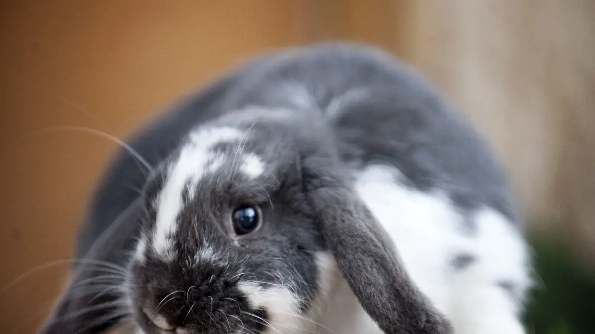 Rabbits with floppy ears at greater risk of hidden, painful ear problems