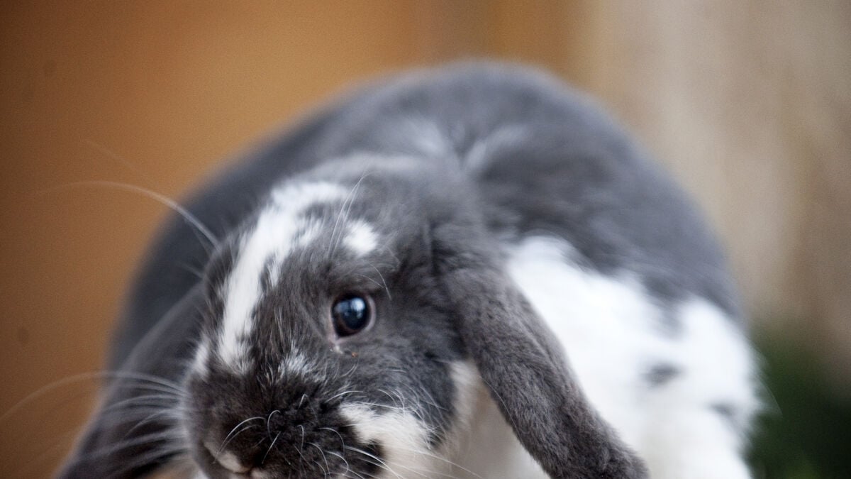 Rabbits with floppy ears at greater risk of hidden, painful ear problems