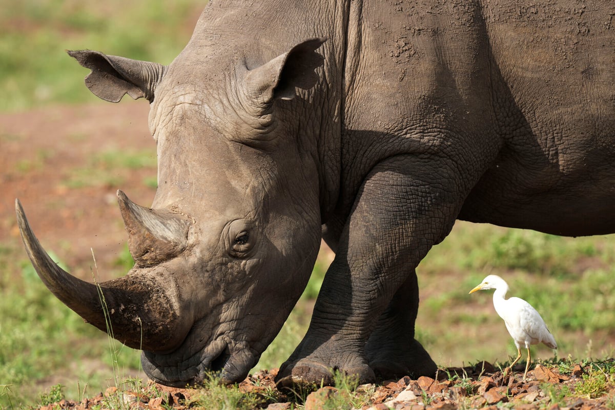 Uber Introduces Safari Tours in Kenya's Nairobi National Park
