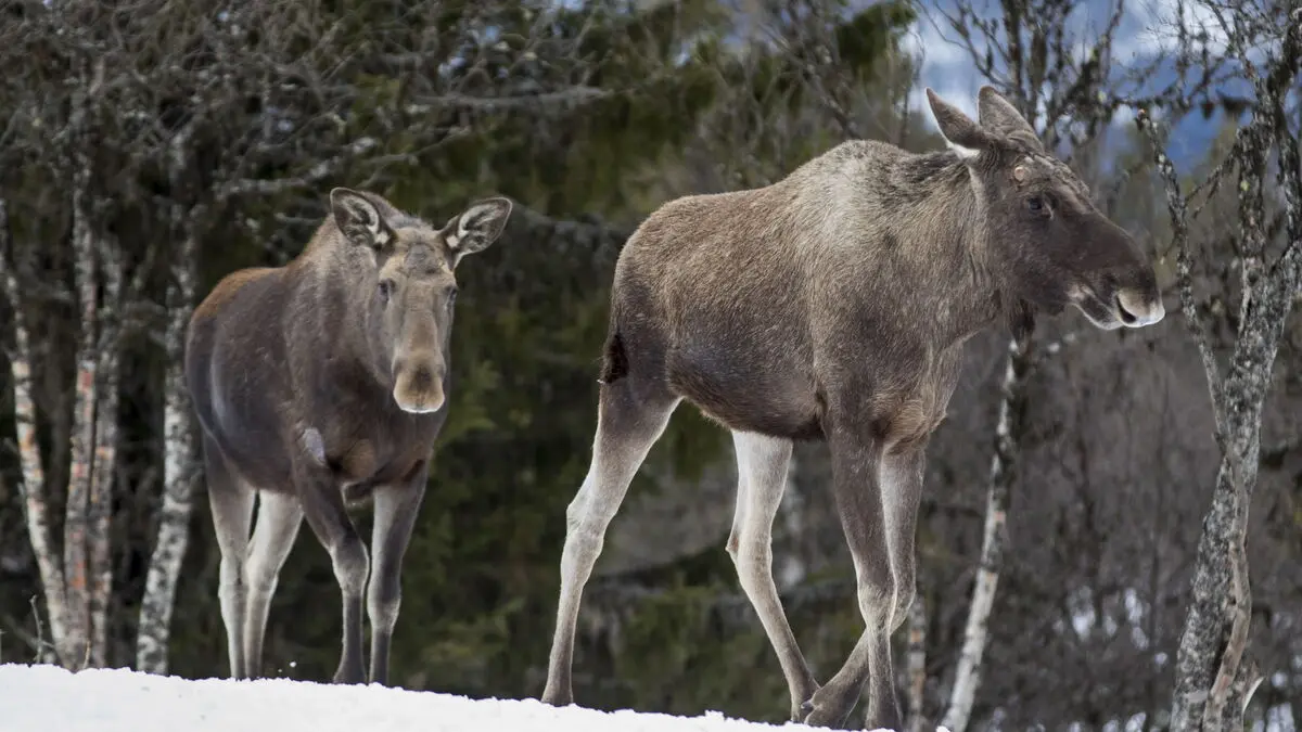 Moose hunting from a snowmobile investigated as a serious hunting crime