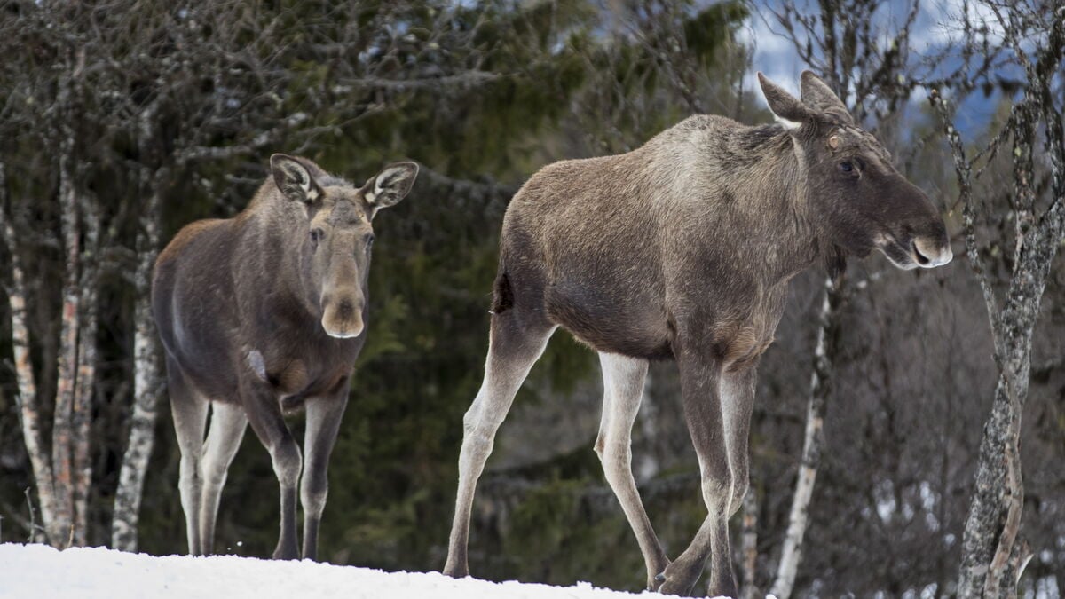 Moose hunting from a snowmobile investigated as a serious hunting crime