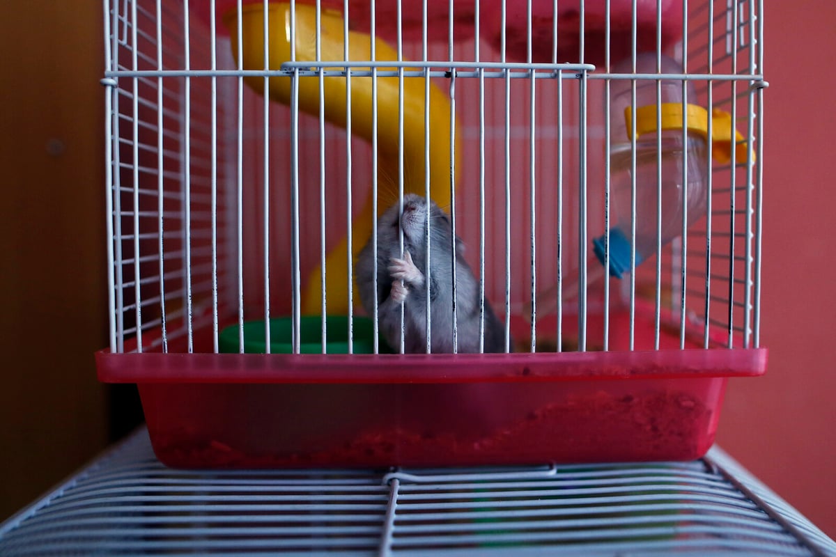 130 hamsters stopped flights for five days