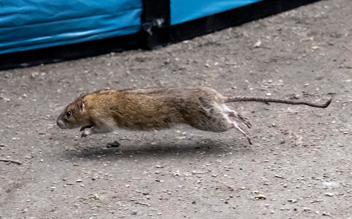 Researchers at the University of Richmond - More Rats in Cities