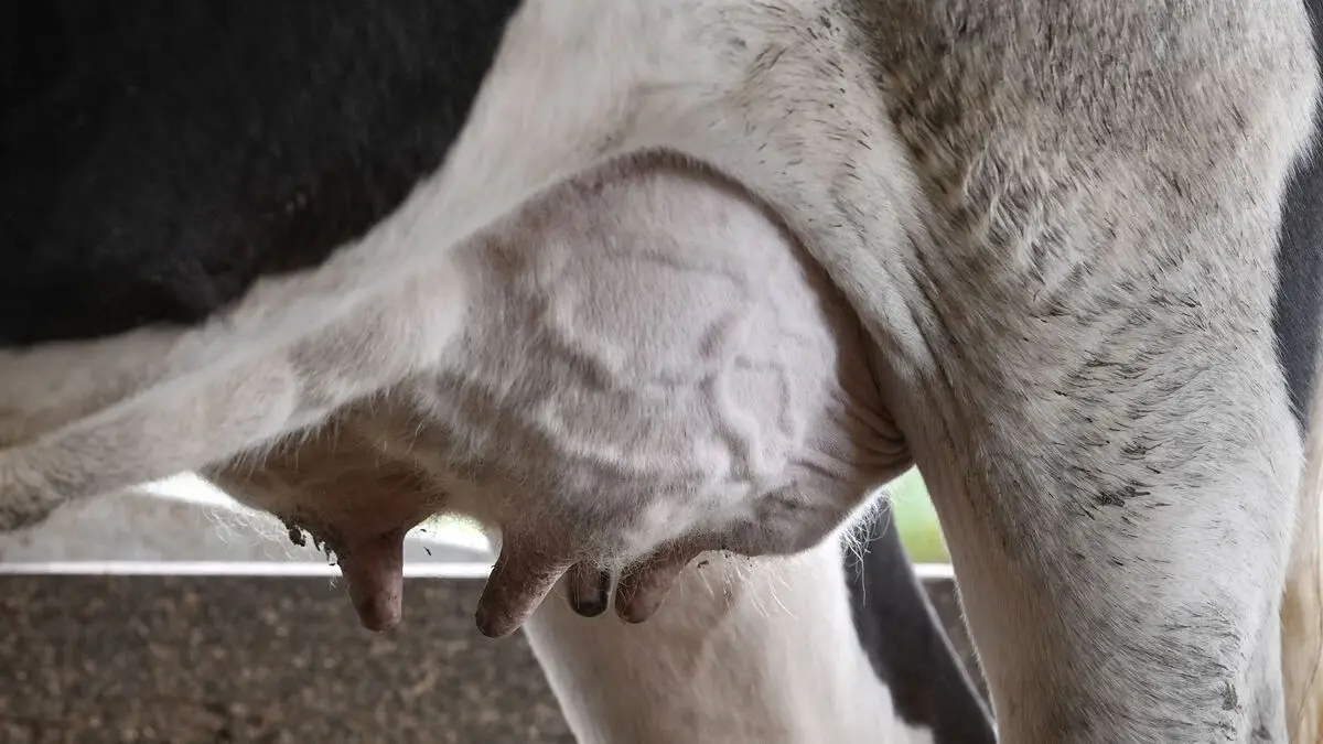 China lowers tariffs on certain dairy products from the EU