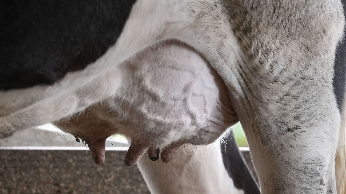China lowers tariffs on certain dairy products from the EU