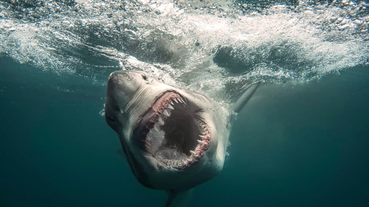 El Niño Could Send Great White Sharks, Stingrays and Sea Snakes Toward California Coast