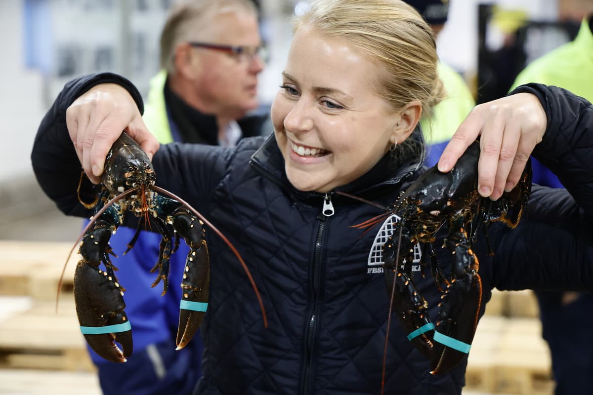Price for First Lobsters of the Year Reaches 51,000 Kronor per Kilo