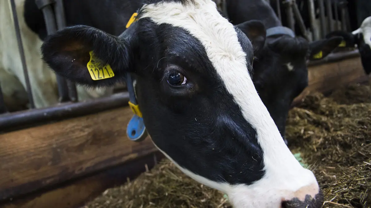 Dairy cows slaughtered – intervention on farm