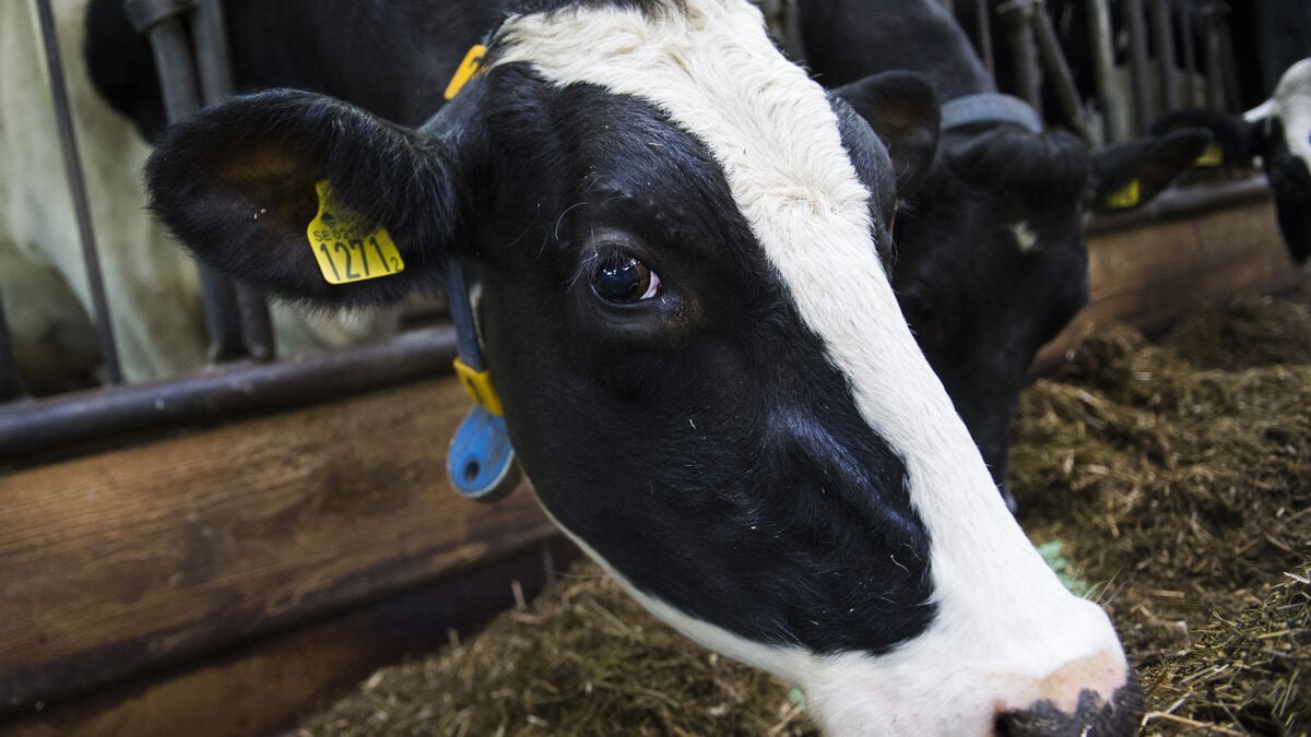 Dairy cows slaughtered – intervention on farm