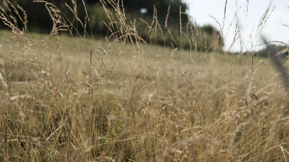 High risk of grass fires this weekend, SMHI warns