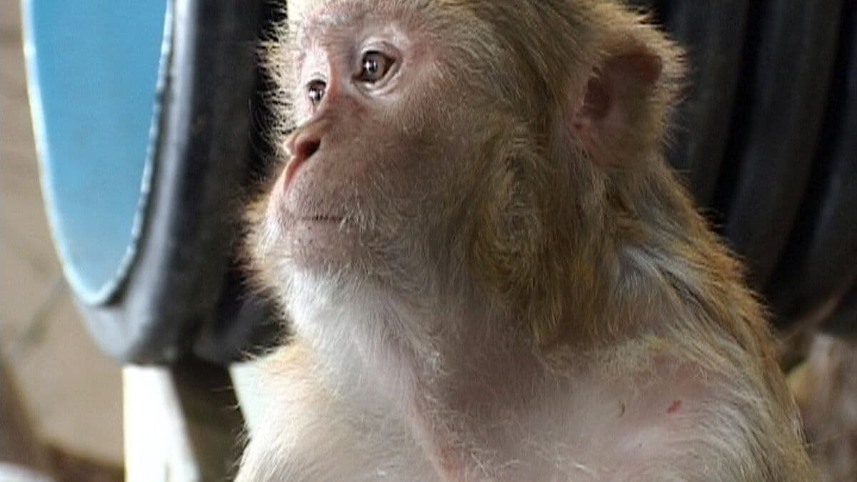 Swedish Monkey Experiments Surge 88 Percent Amid Pandemic