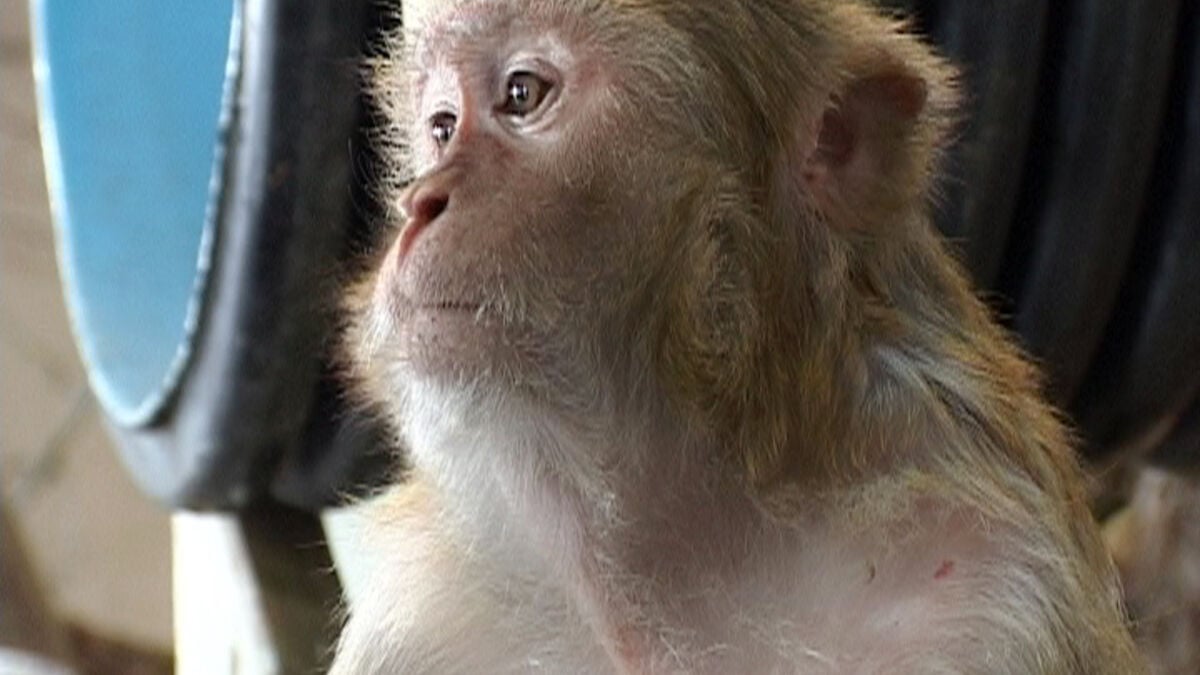 Swedish Monkey Experiments Surge 88 Percent Amid Pandemic