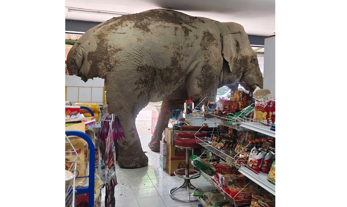 Elephant Raids Thai Store for Snacks in Unusual Break-In