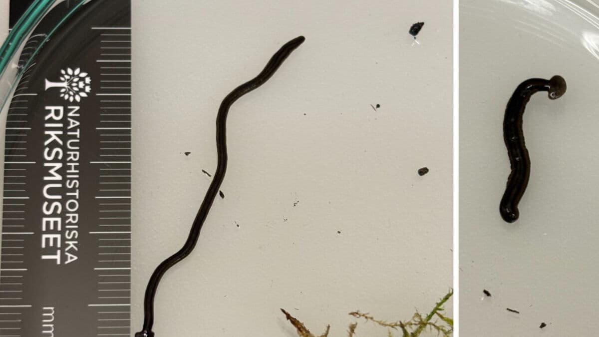 Alien-Looking Hammerhead Flatworm Found in Sweden, Experts Warn of Invasive Species