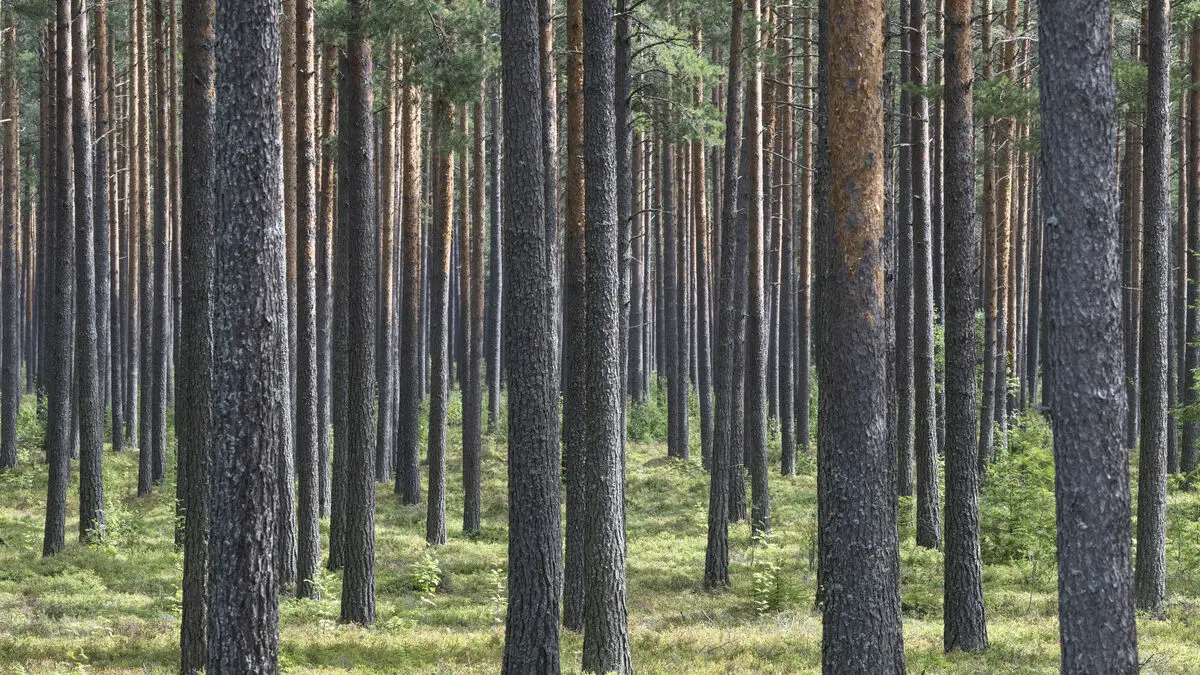 Center Party wants to sell Sveaskog productive forestland to private individuals