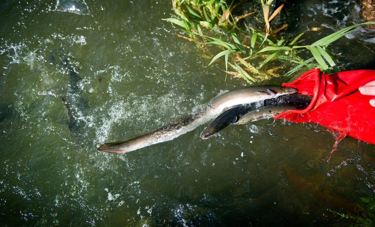 The greatest threats to the eel in Sweden