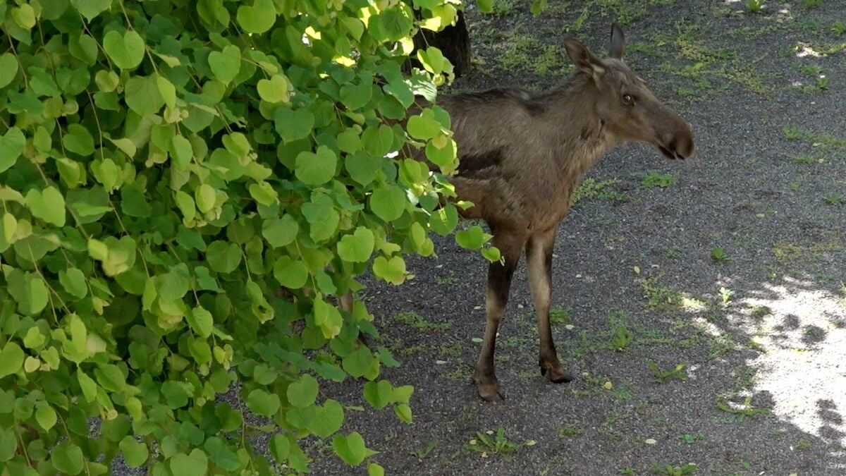 Moose dies after falling from a great height in central Uppsala