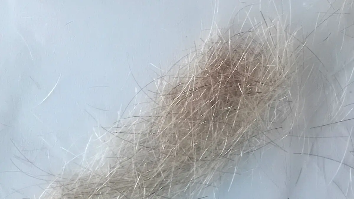 For sale: Winston Churchill's hair at auction
