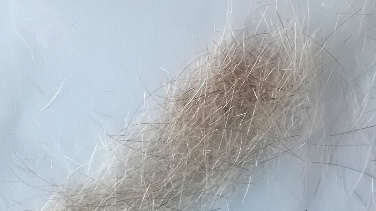 For sale: Winston Churchill's hair at auction