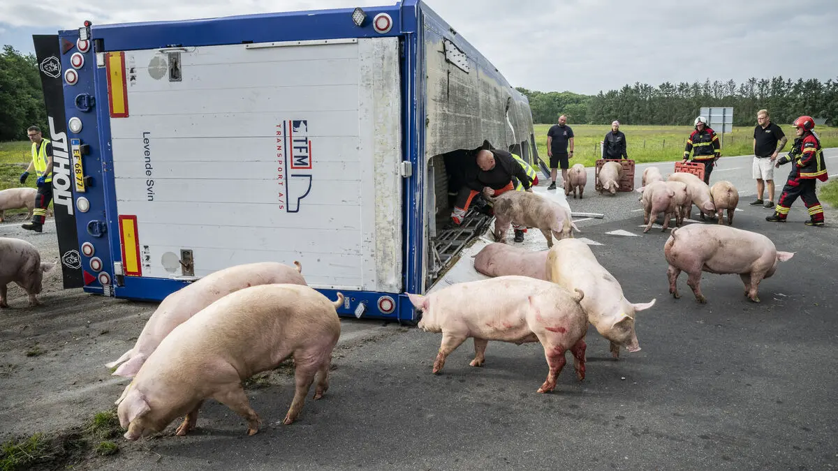 Pig transport overturned - 190 animals to be euthanized