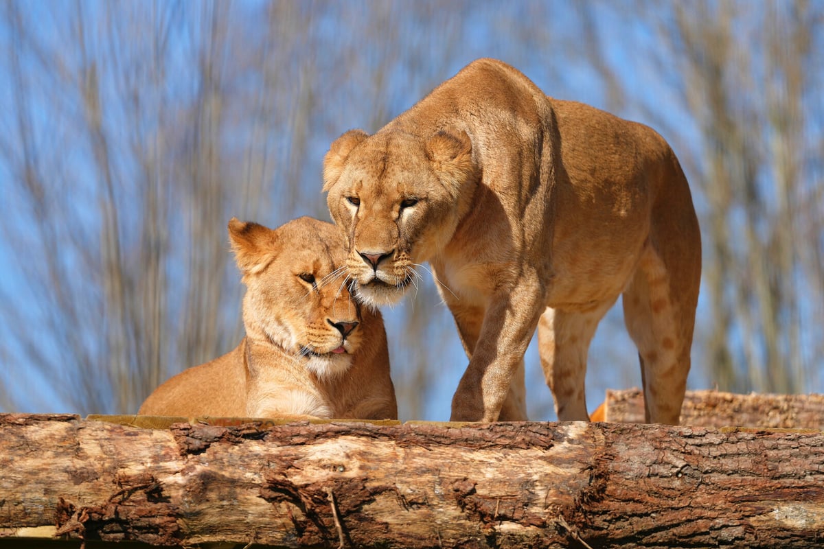 Lions Rescued from Ukraine Find New Home in England Sanctuary