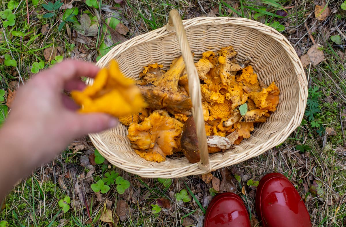 Rainy Summer Sparks Early Chanterelle Mushroom Season