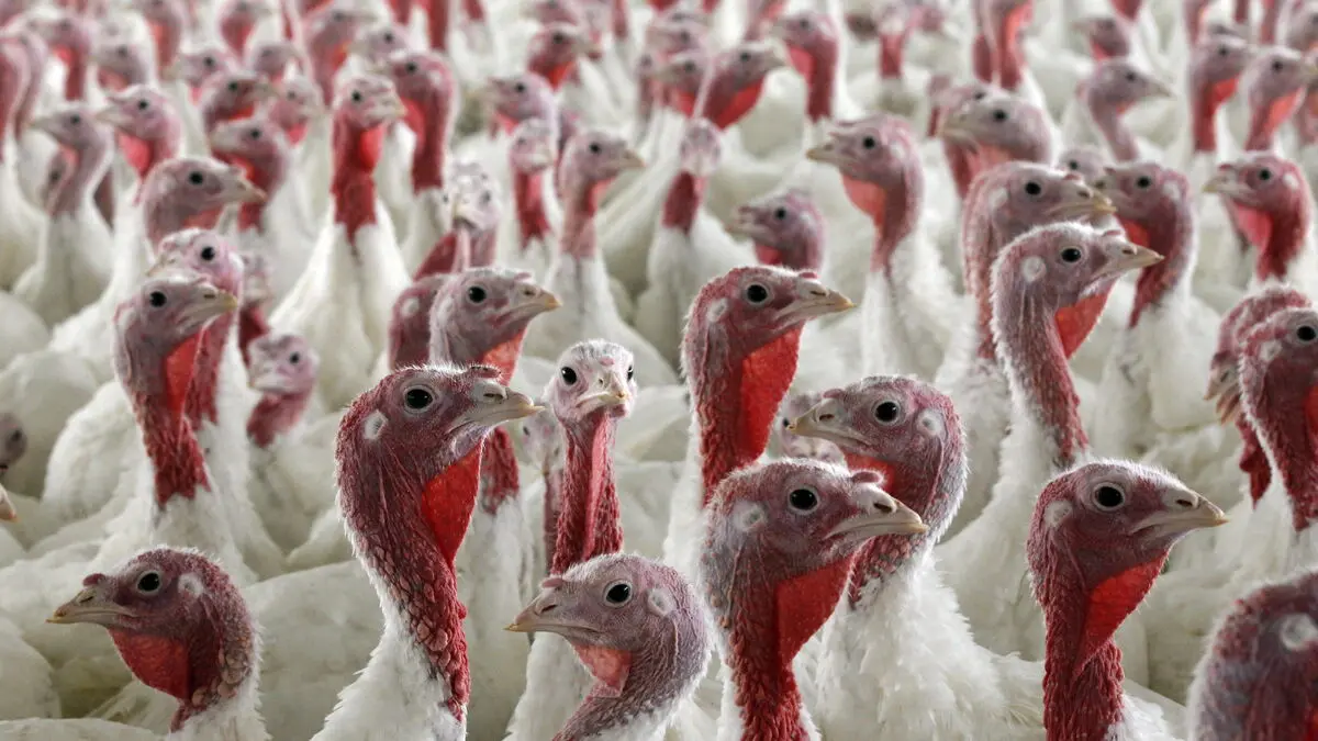 28,000 Turkeys Culled in Sweden Due to Bird Flu Outbreak