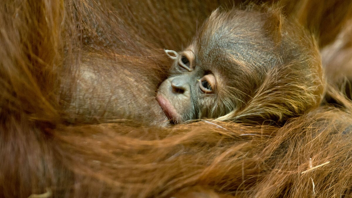 Indonesia seeks return of smuggled orangutan cubs found in India