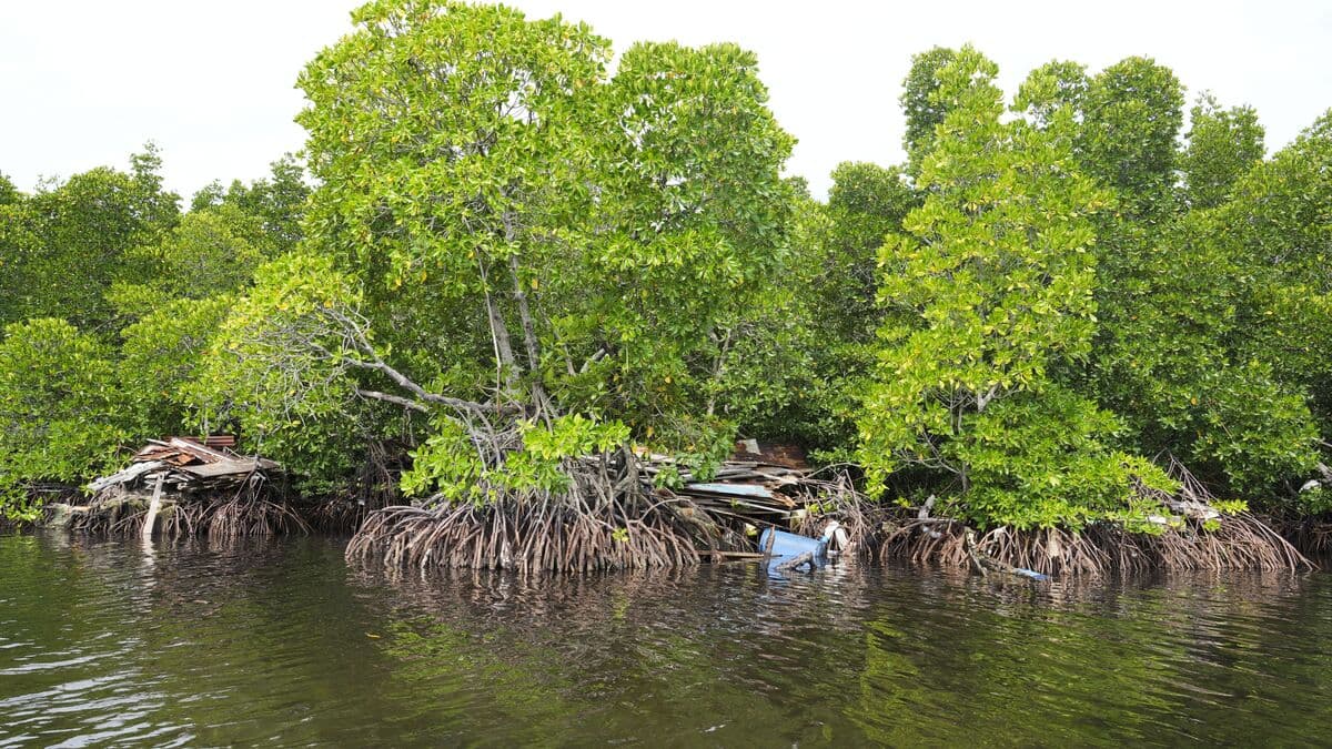 Mangrove forests recover after decades of human destruction