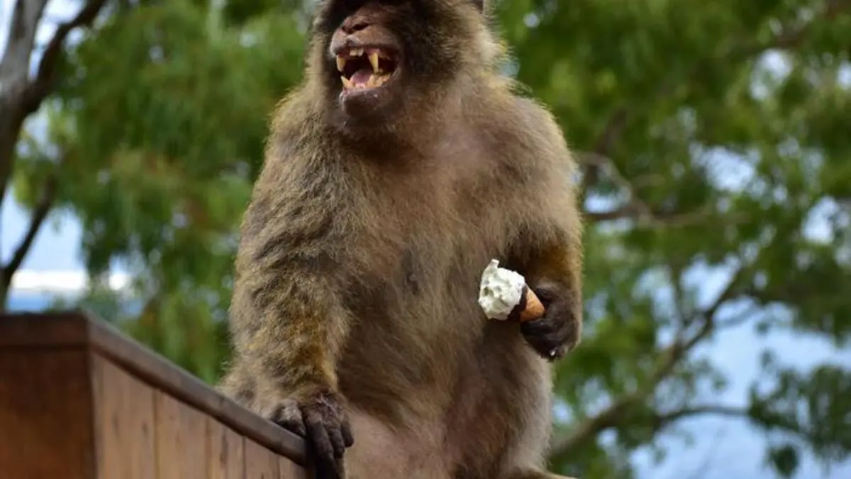 Junk-eating monkeys in Gibraltar soothe their stomachs with soil