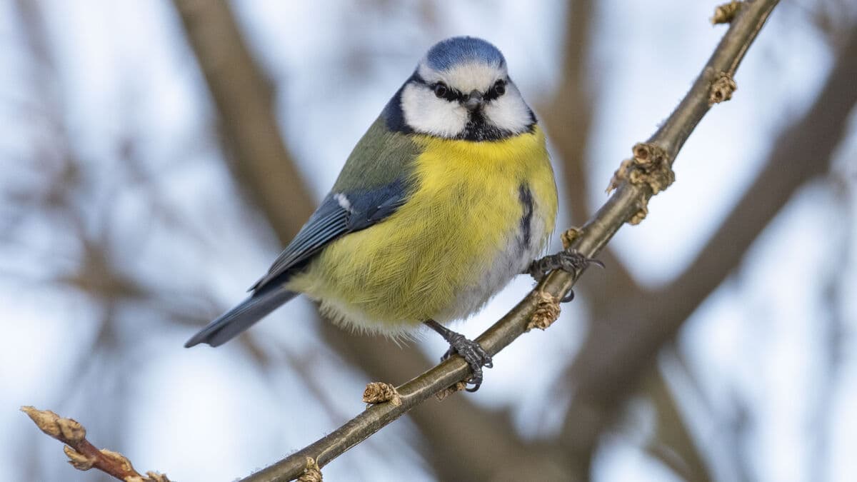Risk of increased spread of blue tit disease in Sweden this year