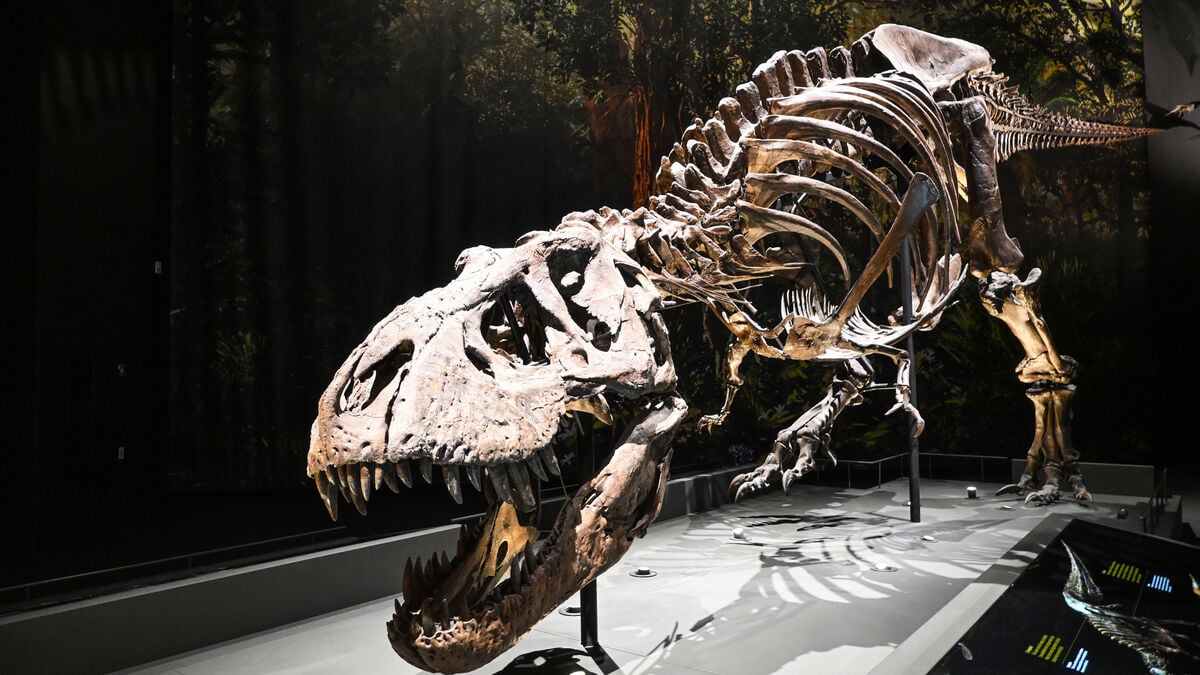 World's first T-rex leather bag up for auction