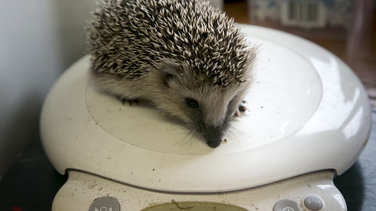 Hedgehog added to Sweden’s protected species shortlist as rules are revised