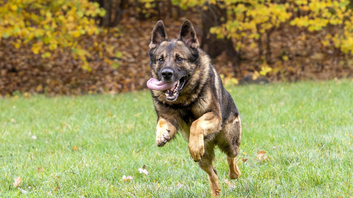 Stockholm Police Dog Sid Named Police Dog of the Year After Saving Handler’s Life