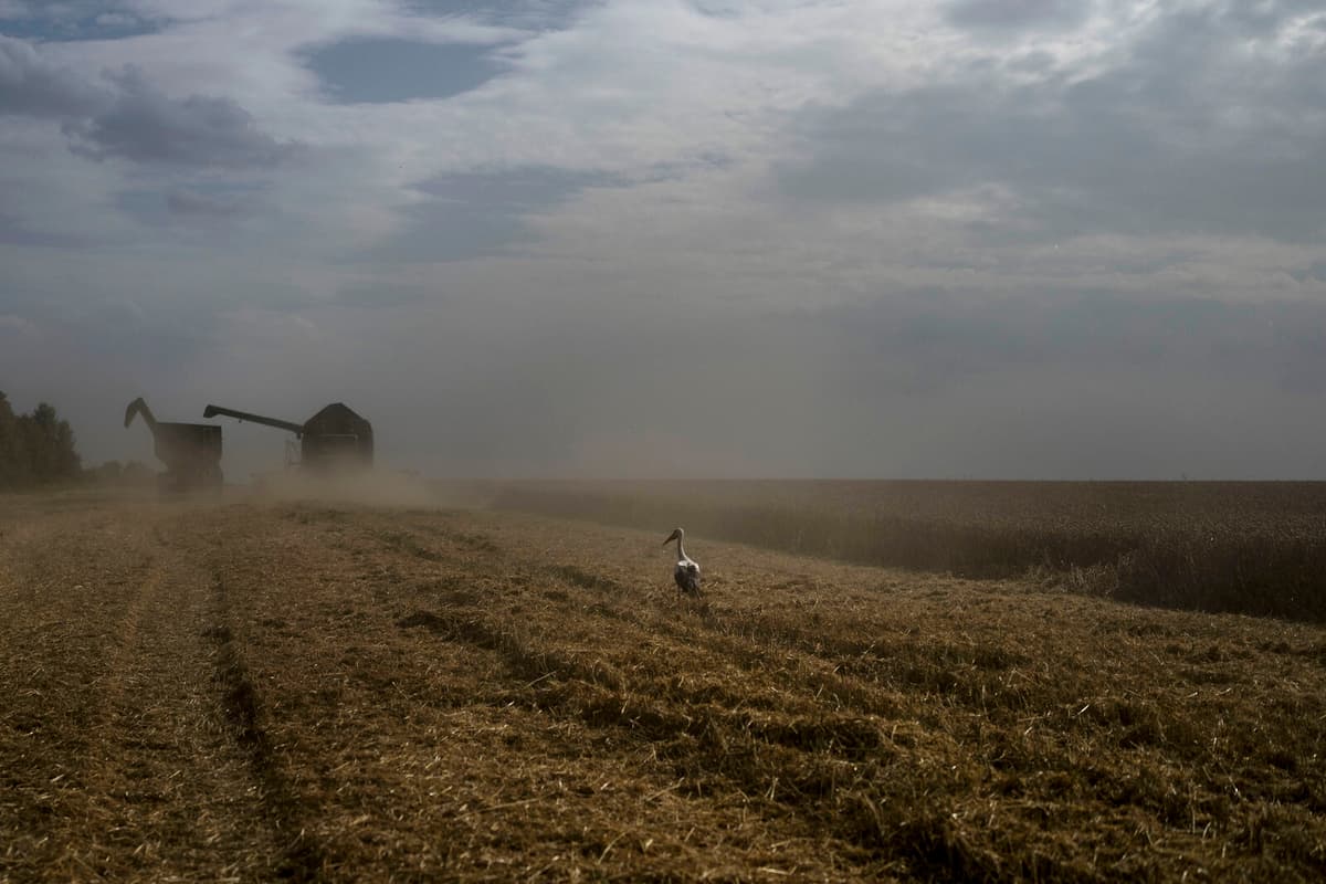 Global Food Prices Drop in May Amid Strong Harvests
