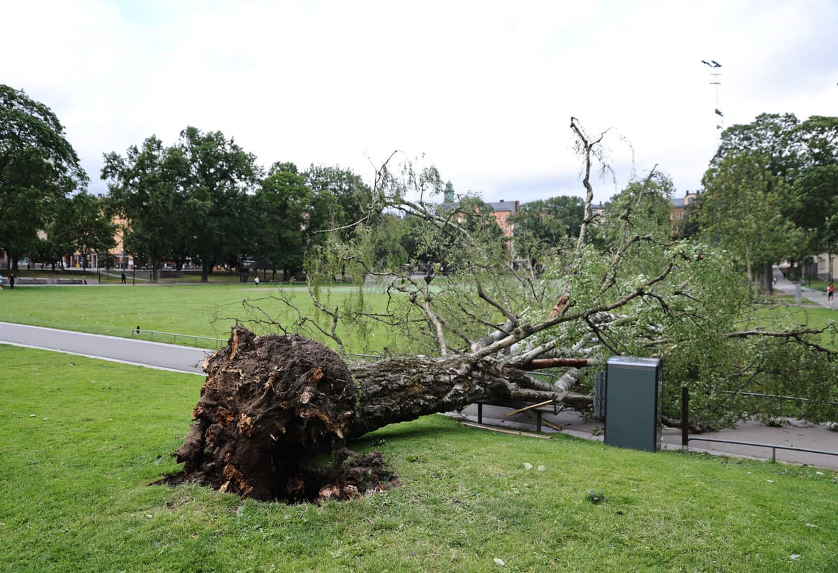 Strong Storm Winds Hit Stockholm County and Beyond