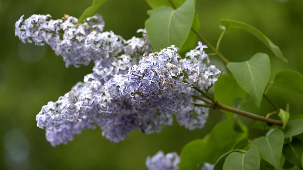 Lilac blooms in record time as far north as Haparanda