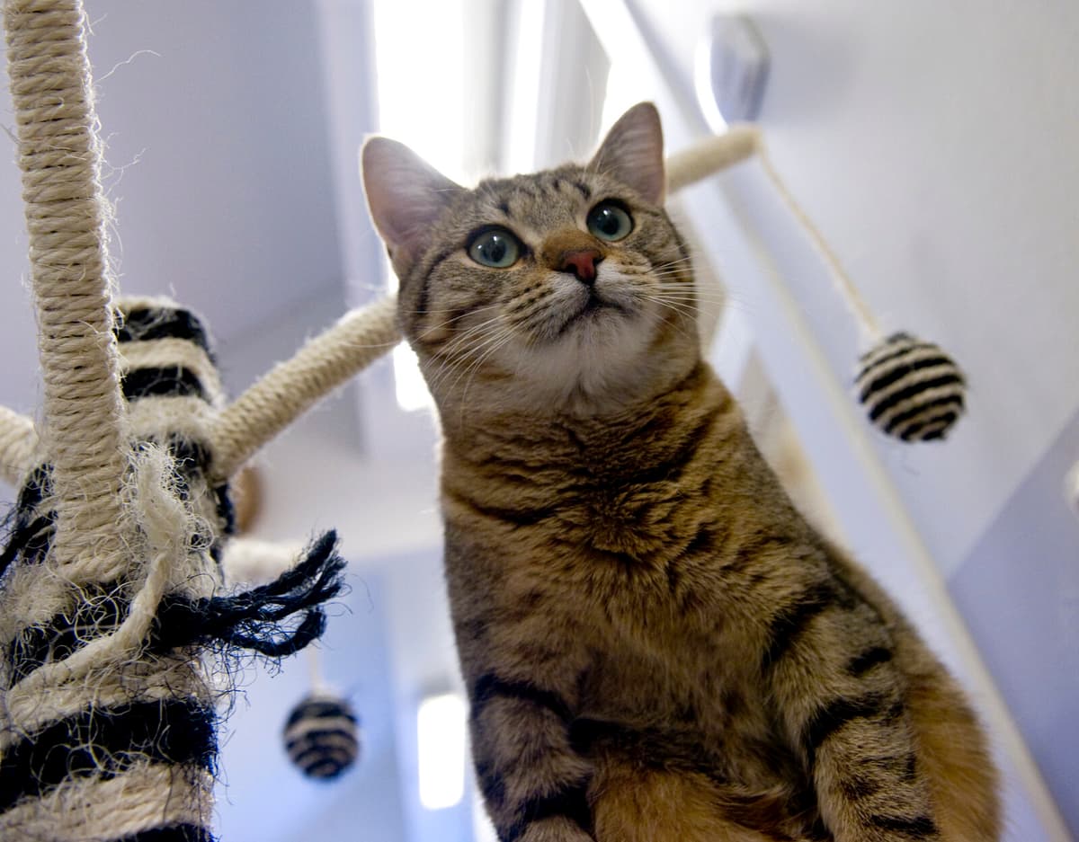 Homeless Cats from Skåne Relocated to Stockholm Shelters