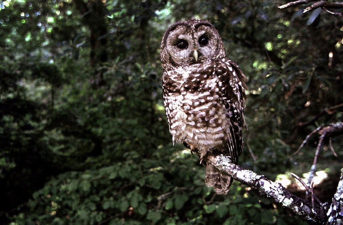 Trump Seeks to Narrow Species Protection Law, Sparking Criticism